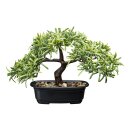 Kleine Kunstpflanze Deko Bonsai Steineibe Eibe 23cm x...