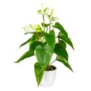 Kunstpflanze Anthurie mit Topf ca. 40cm Deko-Idee weiß grün künstlich Pflanze