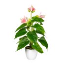 Kunstpflanze Anthurie mit Topf ca. 40cm Deko-Idee weiß rosa grün künstlich Pflanze