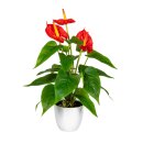 Kunstpflanze Anthurie mit Topf ca. 40cm Deko-Idee rot künstlich Pflanze