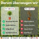 5x 1L Natürlicher Hanfpalmendünger 5L Dünger Palmendünger 5 Liter Flüssigdünger für drinen und draußen Außen Pflanzendünger Pflanzenstärkungsmittel Blatt- & Wurzeldünger organisch 5000ml